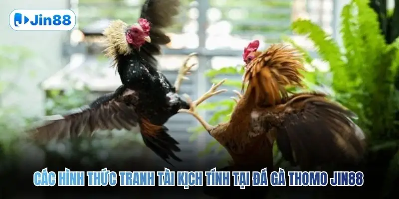 Các hình thức tranh tài kịch tính tại đá gà Thomo JIN88