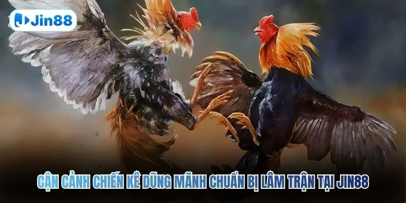 Cận cảnh chiến kê dũng mãnh chuẩn bị lâm trận tại JIN88